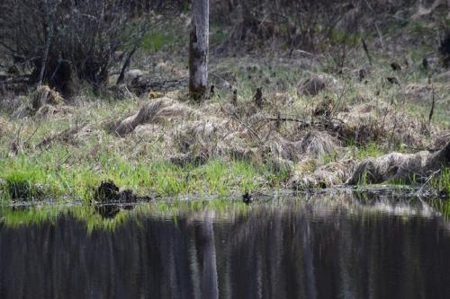 Kučiuliškės herpetologinis draustinis
