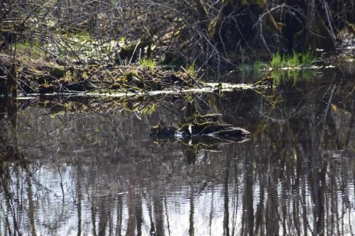 Kučiuliškės herpetologinis draustinis
