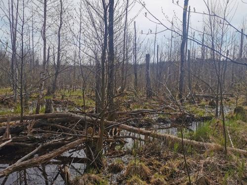 Kučiuliškės herpetologinis draustinis