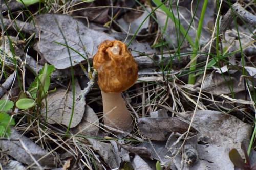 Menčių klinčių karjeras. Nuotraukų gelerija (40 nuotraukų)