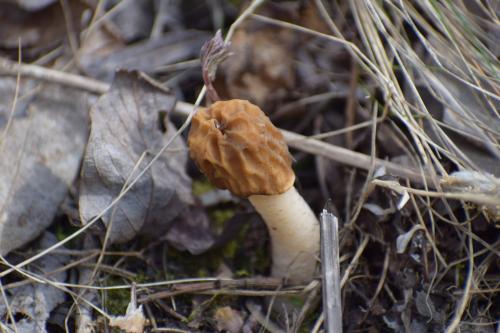 Menčių klinčių karjeras. Nuotraukų gelerija (40 nuotraukų)