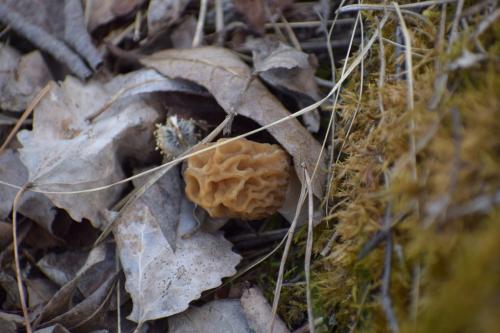 Menčių klinčių karjeras. Nuotraukų gelerija (40 nuotraukų)