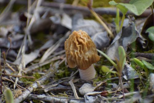 Menčių klinčių karjeras. Nuotraukų gelerija (40 nuotraukų)