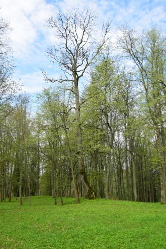 Kazitiškio ąžuolas ir parkas