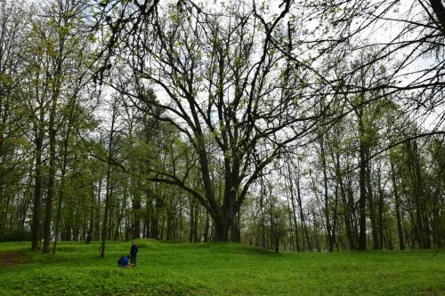 Kazitiškio ąžuolas ir parkas