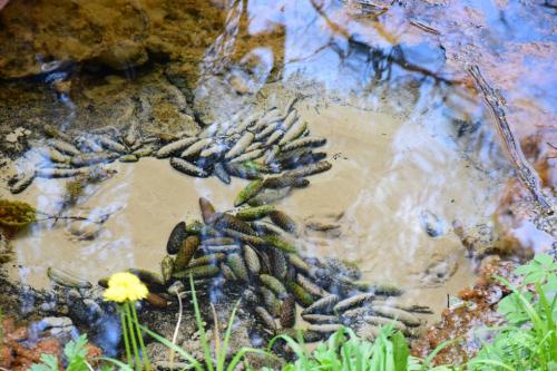 Šveicarkos šaltinis