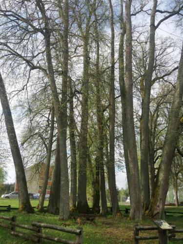 Liepų pavėsinė